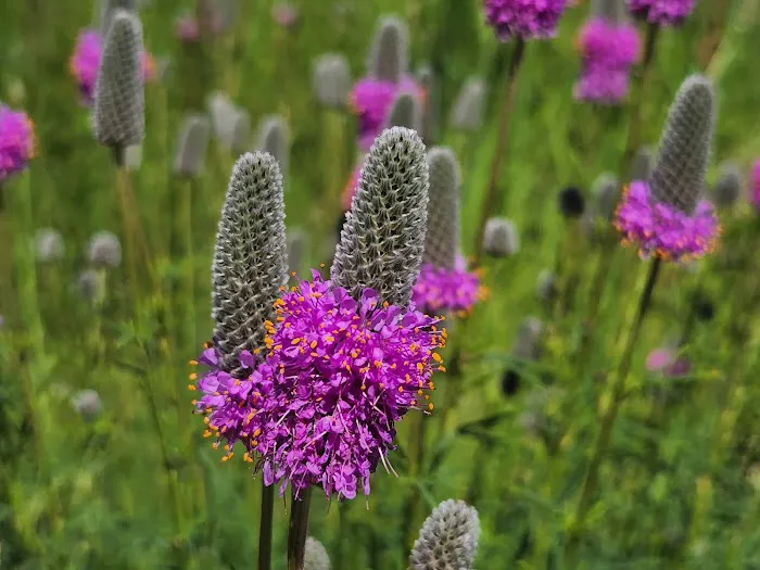 Trails RV Park Picture 7