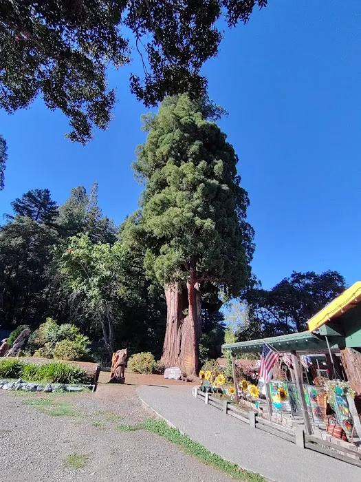 Madrone Campground Picture 2