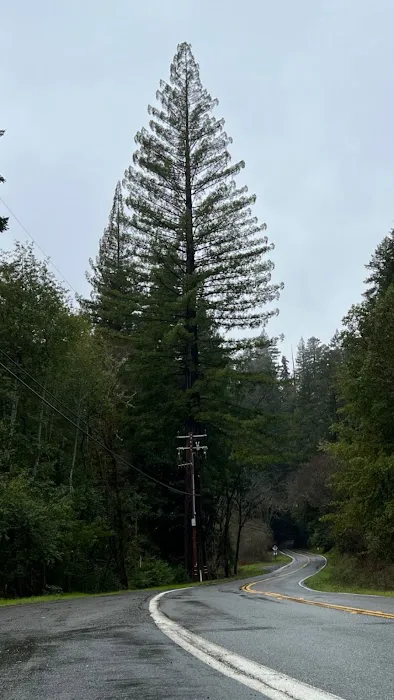 Madrone Campground Picture 4