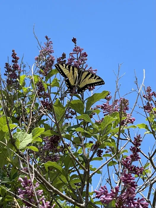 Royal Oaks RV Park Picture 3