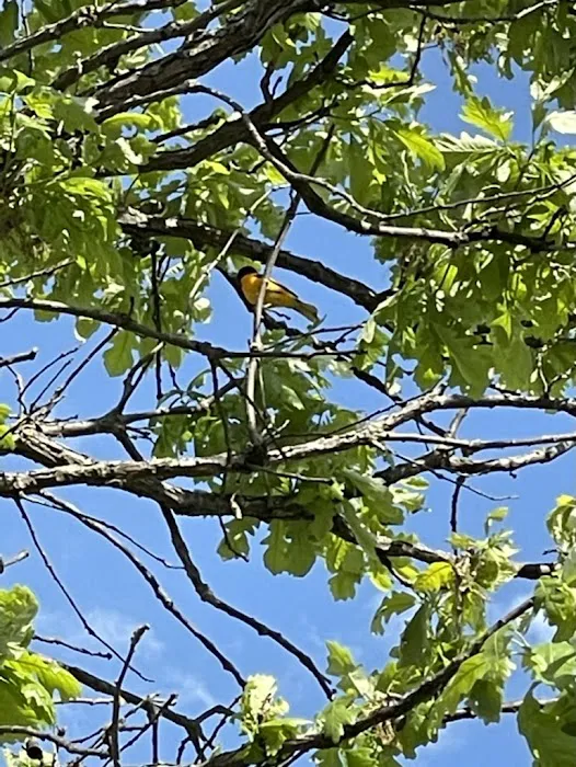 Royal Oaks RV Park Picture 8