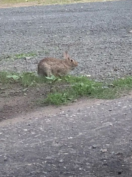 Royal Oaks RV Park Picture 4