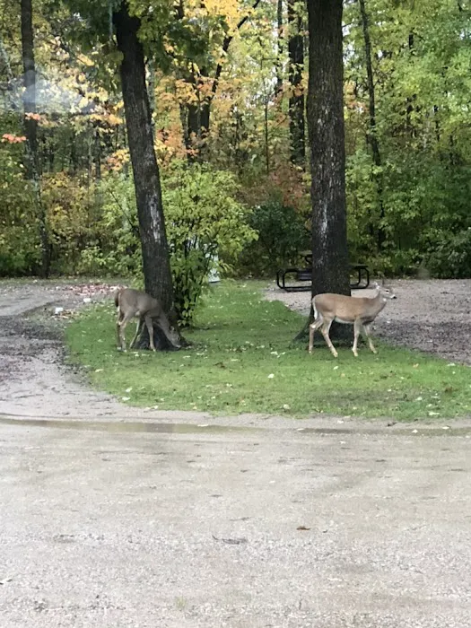 Royal Oaks RV Park Picture 6