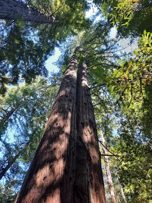 Benbow SRA Campground Picture 2