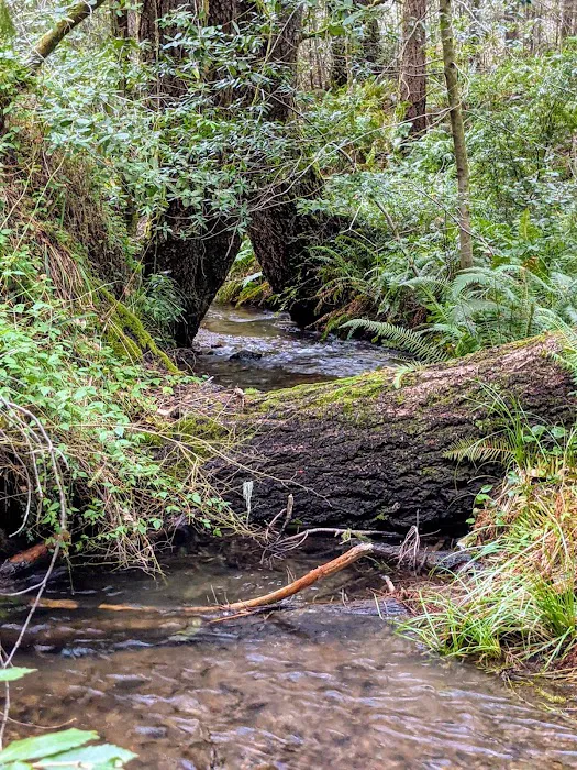Wailaki Campground Picture 7