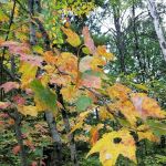 Northern Trailer Park