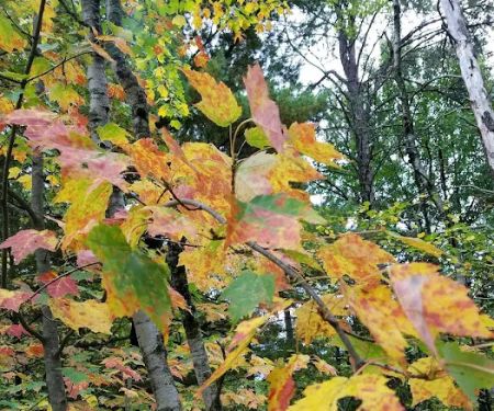 Northern Trailer Park