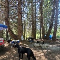 Whiskers Campground ico