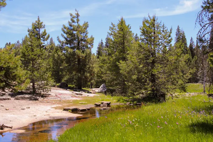 Far Meadow Picture 3