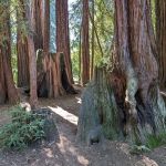 Huckleberry Group Camping Site