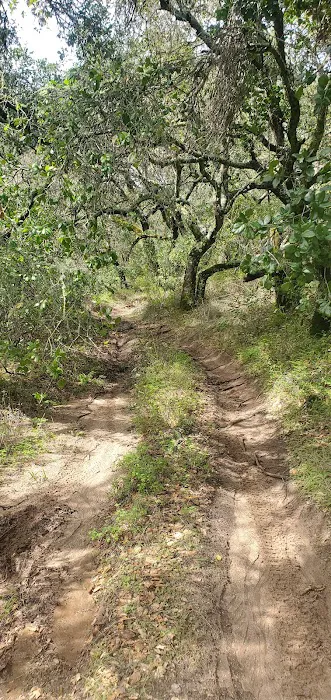 Madrone Campground Picture 6