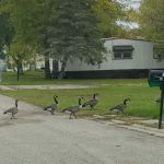 Viking Lakes Village Mobile Home Park