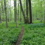 Forest View Manor Mobile Home