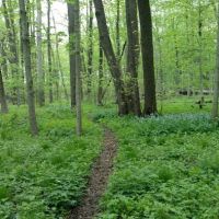 Forest View Manor Mobile Home ico
