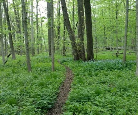 Forest View Manor Mobile Home