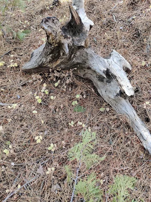 Camp Edison Picture 2