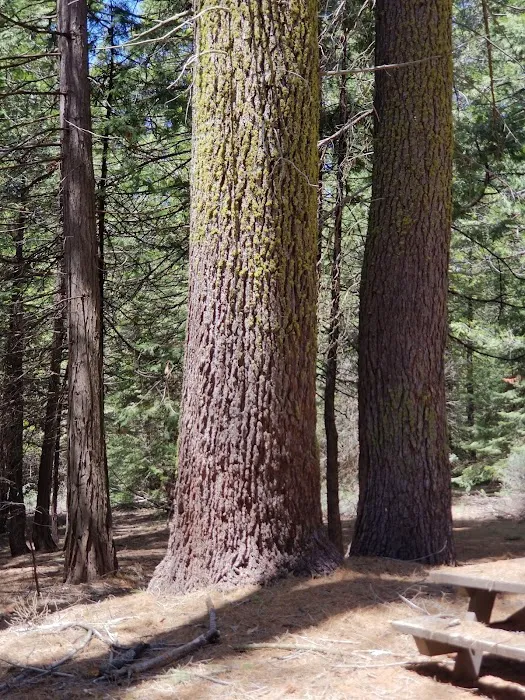 Swanson Campground Picture 1