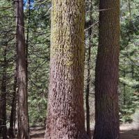 Swanson Campground ico
