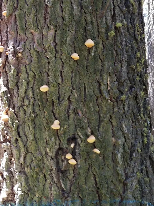 Swanson Campground Picture 8