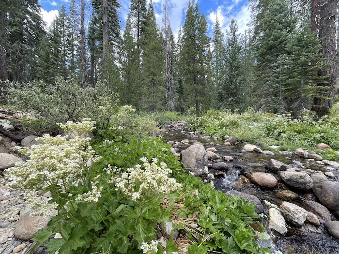 Upper Chiquito Campground Picture 5