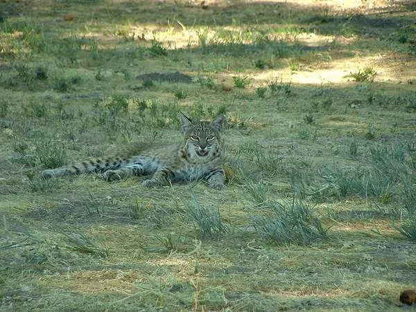 Thousand Trails San Benito Picture 7