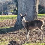 San Benito Camping Resort Studio Cabin 2