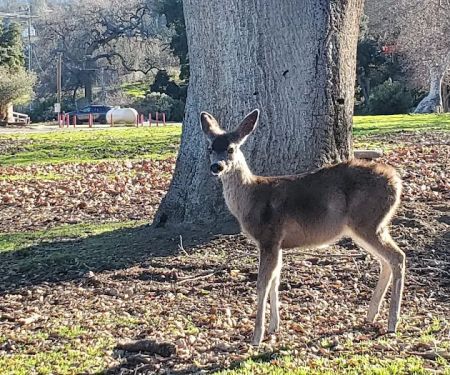 San Benito Camping Resort Studio Cabin 2
