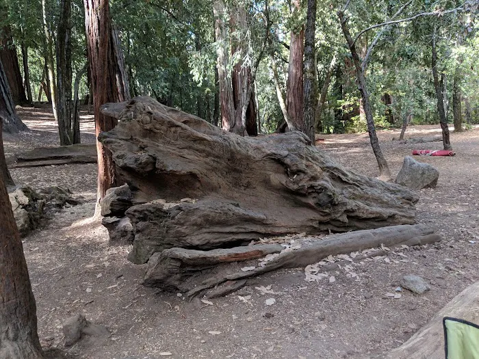 Sequoia Group Camp Picture 4