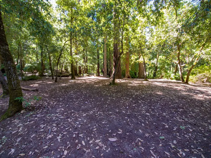 Sequoia Group Camp Picture 5