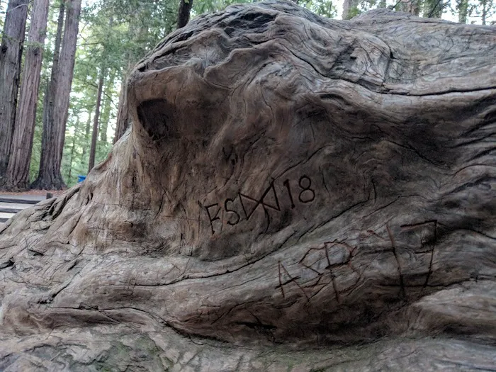 Sequoia Group Camp Picture 8