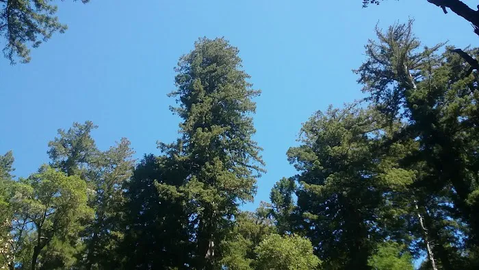 Big Basin Tent Cabins Picture 10
