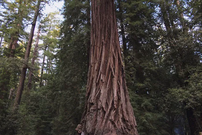 Blooms Creek Campground Picture 2