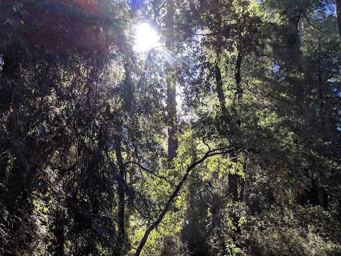 Blooms Creek Campground Picture 9