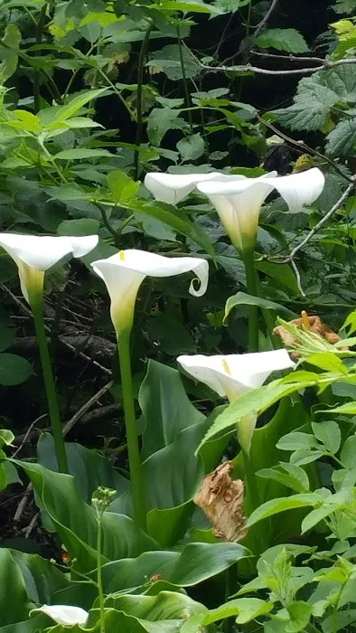 Twin Redwoods Trail Camp Picture 3
