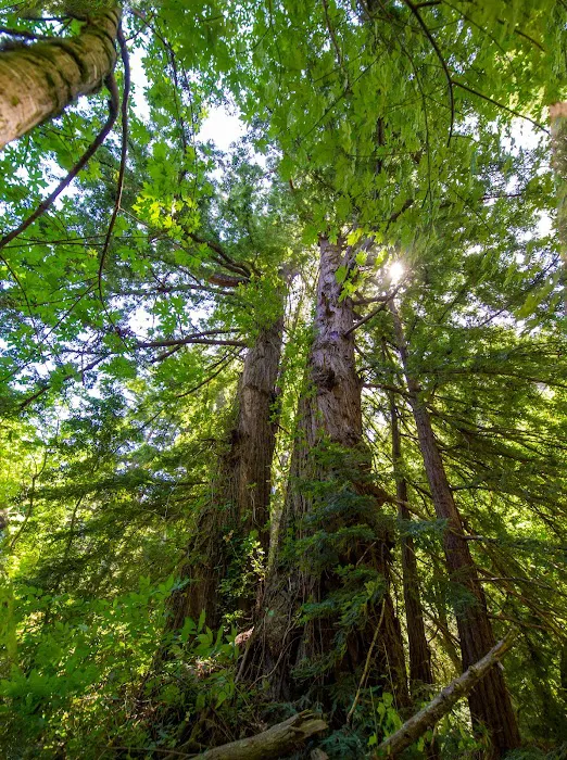 Twin Redwoods Trail Camp Picture 6