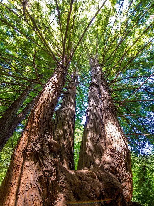 Twin Redwoods Trail Camp Picture 9