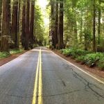 Marin Garden Club Grove