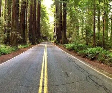 Marin Garden Club Grove