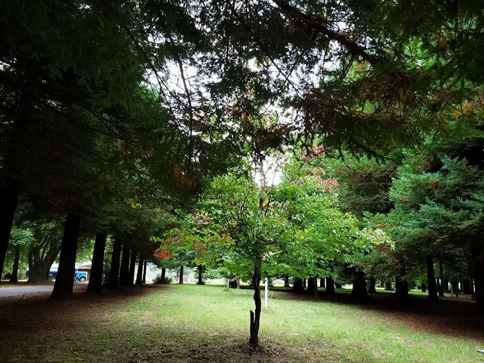 Redwood Area Camp Picture 3