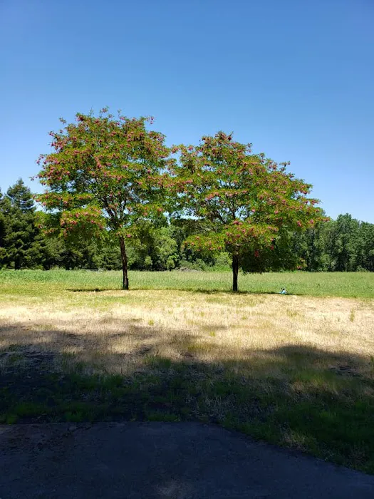 Redwood Area Camp Picture 7