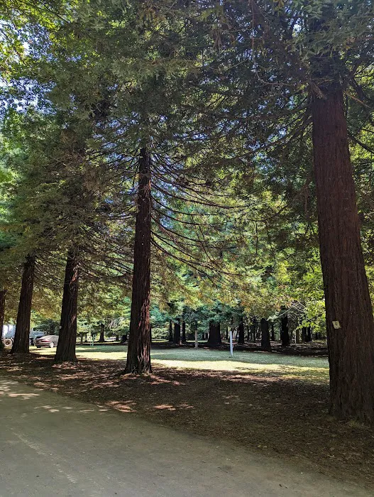 Redwood Area Camp Picture 9