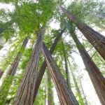 Albee Creek Campground