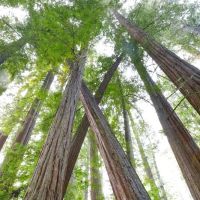 Albee Creek Campground ico