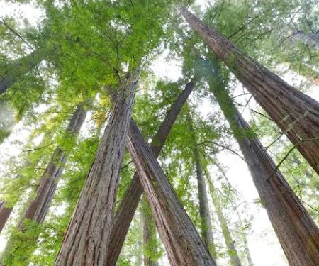 Albee Creek Campground