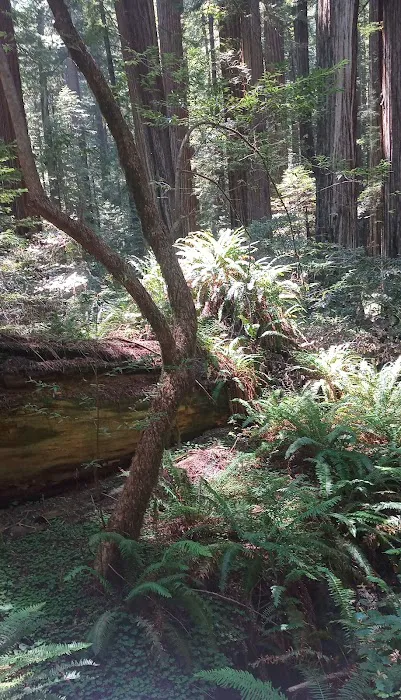 Albee Creek Campground Picture 5