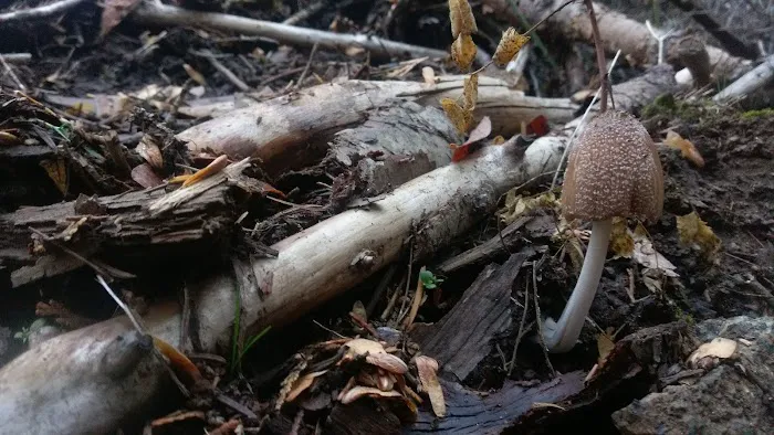 Summit Meadow Campground Picture 6