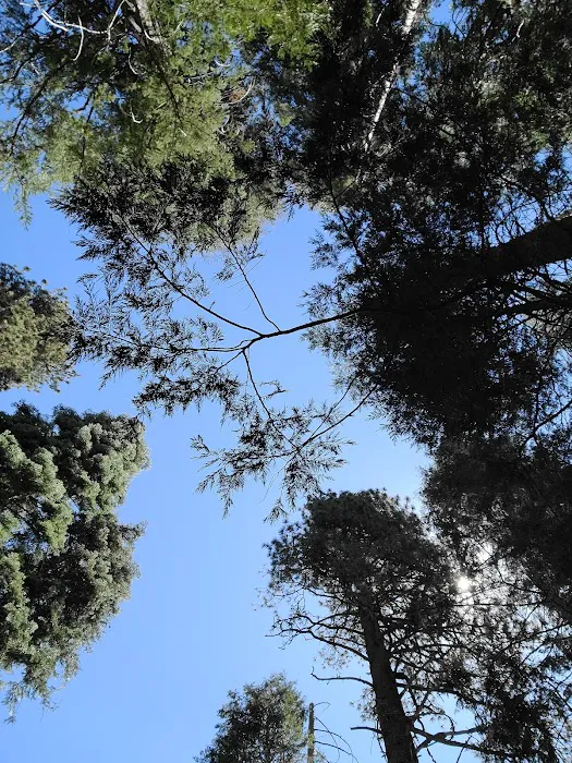 Summit Meadow Campground Picture 7