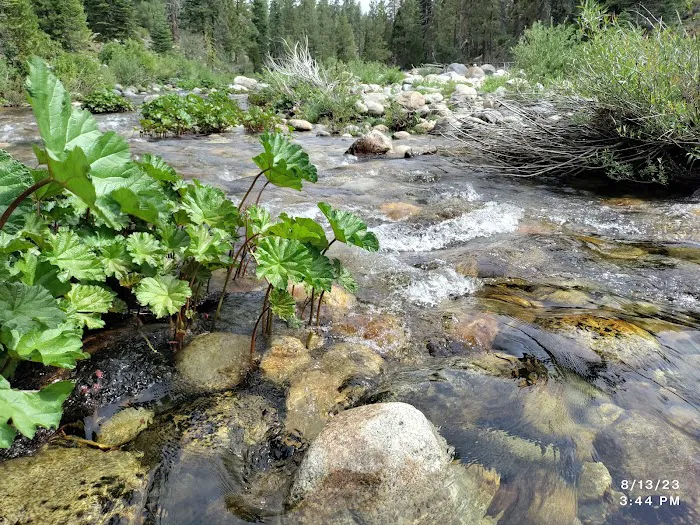 Lower Dinkey Creek Campground Picture 5