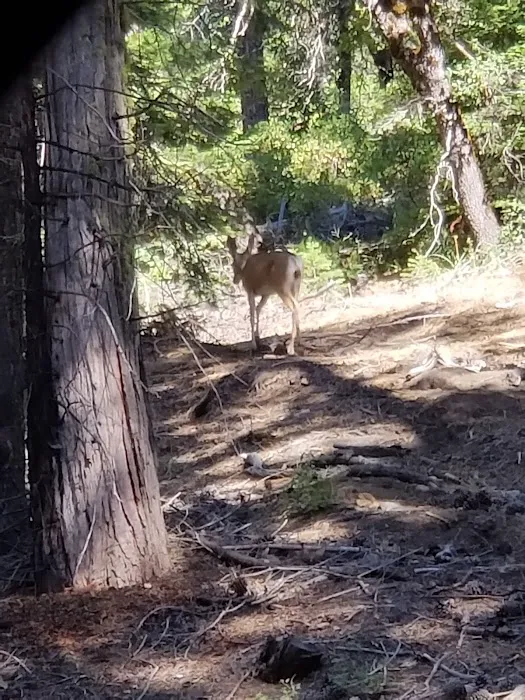 Lower Dinkey Creek Campground Picture 6