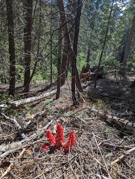 Dinkey Creek Campground Picture 7